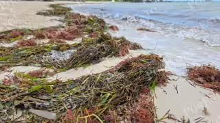 La alta concentración del vegetal provoca la erosión y contaminación de los arenales en el Caribe Mexicano