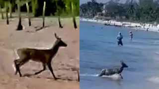 La aparición asombró a playenses como a turistas que se encontraban en el sitio