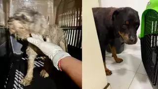 Rescatan a dos perritos de un domicilio en la SM 320 de Cancún por presunto maltrato