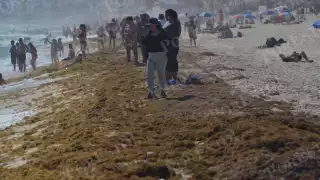 Delfines presentó ayer gran acumulación de macroalga