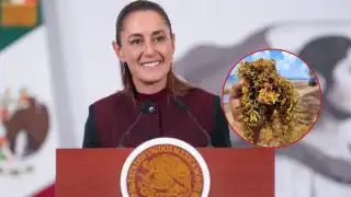 Semar reporta más de 10 mil toneladas en la región y una mancha de 280 mil toneladas avanzando hacia el Caribe Mexicano