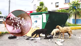 Aunque la mayoría de los ejemplares afectados están en situación de calle, ya comenzaron a observarse algunos con dueño, lo que evidencia que no es solo fauna abandonada