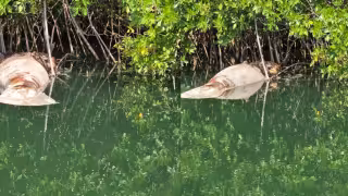La vigilancia en las zonas donde habita la especie y la promoción de una mayor conciencia ambiental son factores necesarios para disminuir los riesgos
