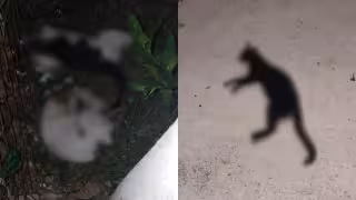 Vecinos expresaron su molestia por la muerte de los cuatro animales y pidieron que se investiguen los hechos para evitar que vuelvan a ocurrir