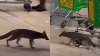 El animal fue capturado en coordinación con el IBANQROO y trasladado al Centro de Control Animal, Asistencia y Zoonosis, donde fue sometido a eutanasia