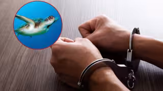 La legislación también sanciona la sustracción y comercialización de huevos de tortuga marina