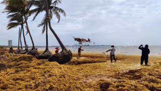 El estudio realizado mediante la inteligencia artificial detectó la presencia de cinco manchones de talofita cerca de Q, Roo, con alrededor de 82 toneladas