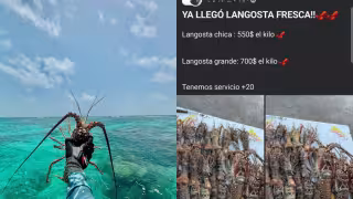 Hombres del mar dijeron que la extracción ilegal de las especies generó su declive en la zona