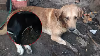 Denuncian el envenenamiento de dos perros en Tulum; uno murió y otro sigue grave