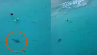 La presencia de tiburones en estas playas es común