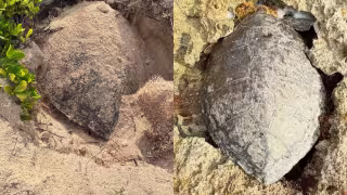 Tortuga marina muere varada entre rocas de la costa de Mahahual