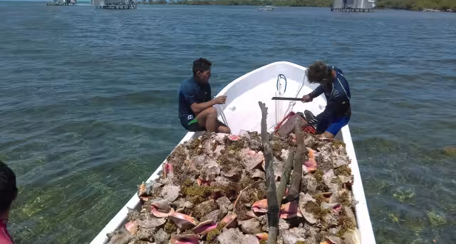 Clima adverso reduce capturas y afecta ingresos de pescadores en Campeche