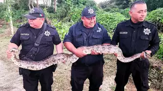Policías de Valladolid capturaron la boa constrictor