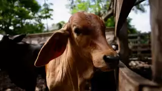 El Gobierno del Estado informa que ninguno de los 94 nuevos casos detectados están activos