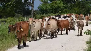 En 2024 durante la sequía murieron más de 3 mil ganados en Campeche