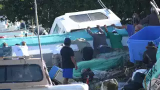 El principal problema que afronta el sector marino en el litoral campechano es la presencia de la depredación