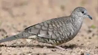 Prevalece el consumo de carne de paloma torcaza en Yucatán por su  alto valor en proteínas y vitaminas   