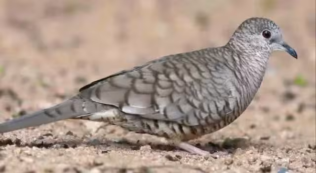 Aseguran que la proteína de su carne es muy buena para los niños