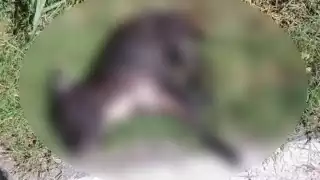 La agresión fue tan brutal que el animal murió en plena vía pública