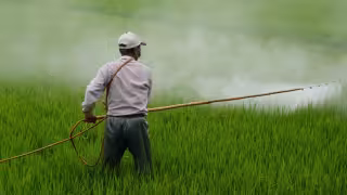 Estudio revela daños hepáticos por plaguicidas en comunidades de Hopelchén