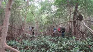 Mangle blanco, ¿En qué zonas de Yucatán se encuentra y por qué está amenazado? 