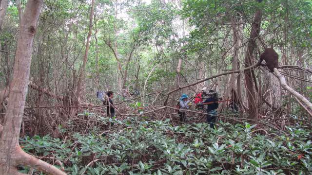 El mangle blanco se ubica en zonas costeras cercanas a las desembocaduras de cursos de agua