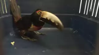 Rescatan tucancillo collarejo en Campeche: ¿Por qué esta colorida ave está protegida por la ley?