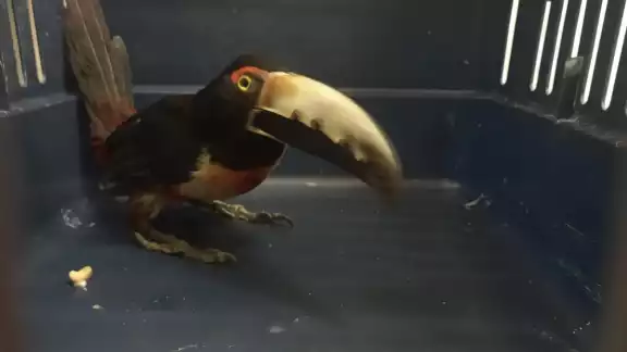 Tucancillo collarejo en Campeche: especie clave en la selva que necesita protección Tucancillo collarejo en Campeche: especie clave en la selva que necesita protección