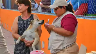 Solo el 40% de las mascotas en Ciudad del Carmen han sido vacunadas contra la rabia en 2025.