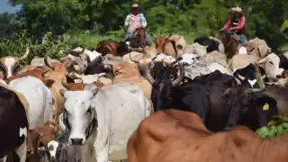 SDA confirma 360 animales infestados por miasis en Campeche; refuerzan verificación sanitaria