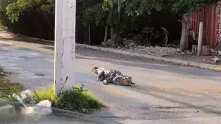 Vecinos de Progreso piden vigilancia por la presencia de cocodrilos en las calles