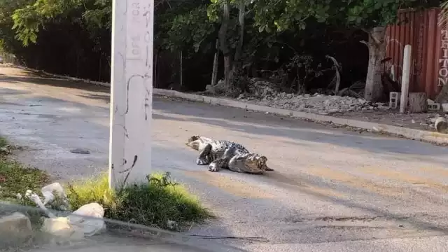 Los reptiles de gran tamaño han sido vistos cerca de la ciénega