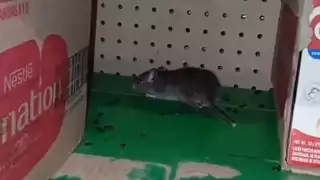 Reportan presencia de ratones en un supermercado de Mérida 