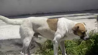 Autoridades planean implementar arrestos de hasta 36 horas y multas económicas para generar precedentes