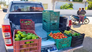 Sube el precio del limón en Sabancuy; alcanza los 15 pesos y podría llegar a 20 en Semana Santa