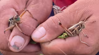 Siete municipios de Campeche en alerta por plaga de langosta