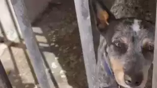 La asociación Peludos Felices A.C. tuvo conocimiento que un can permanece tras las rejas