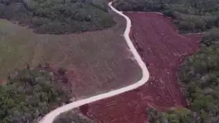 Piden frenar asentamientos menonitas en Carmen por daño ambiental   