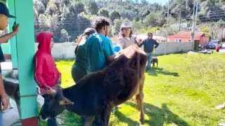 Mosca Cochliomyia hominivorax mantiene 20 casos activos en municipios de Campeche
