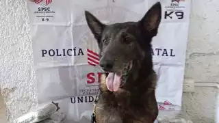 El agente canino se ha convertido en un gran aliado contra el crimen
