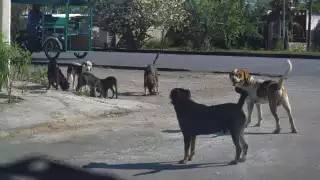 Reportan 16  extravíos de  mascotas tras las fiestas  decembrinas en Mérida