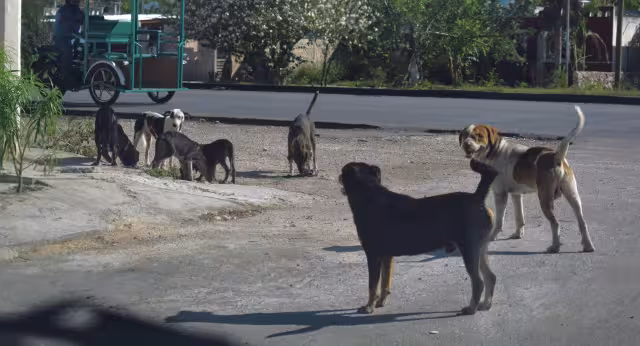 El Centro Municipal de Atención Animal reportó 16 casos durante las fiestas decembrinas