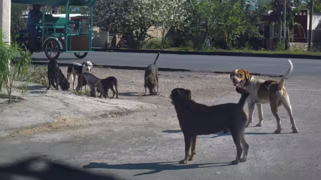 El Centro Municipal de Atención Animal reportó 16 casos durante las fiestas decembrinas