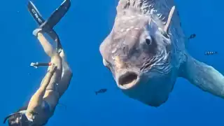 El pez luna puede superar los tres metros de longitud y las dos toneladas de peso