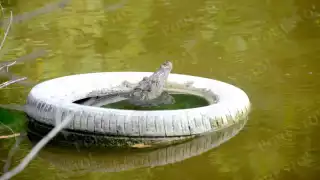 Q. Roo posee 247 mil 17 hectáreas de vegetación anfibia que están desapareciendo. Destacan Nichupté, Xcalak y Mahahual