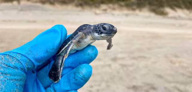 La fragmentación de la duna costera está impactando de forma negativa la reproducción de quelonios