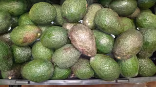 Aguacate hass alcanza los 150 pesos en Campeche
