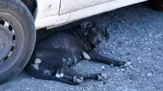 La reproducción de perros y gatos amenaza la salud pública y piden reducir su sobrepoblación