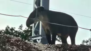 Avistamiento de tapir cerca del tramo 6 del Tren Maya