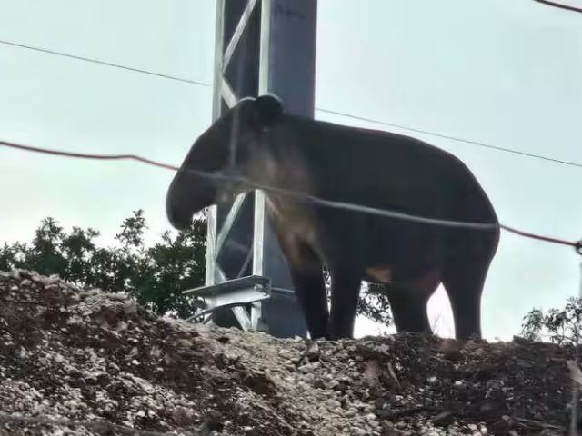 Avistamiento de tapir cerca del tramo 6 del Tren Maya